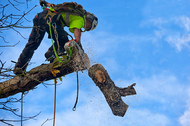 Best Tree Trimming and Pruning  in USA